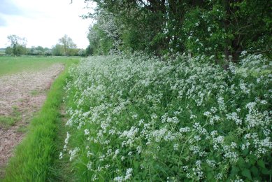 Cow Parsley