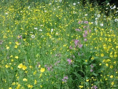 Ragged Robin