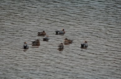 Wigeon
