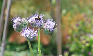 Bee