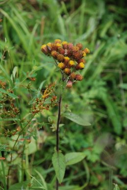 Shepherd's Spikenard