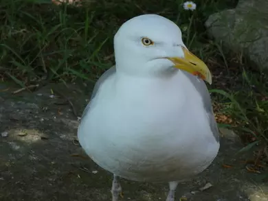 Gull