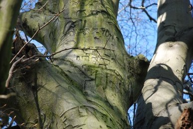 Beech