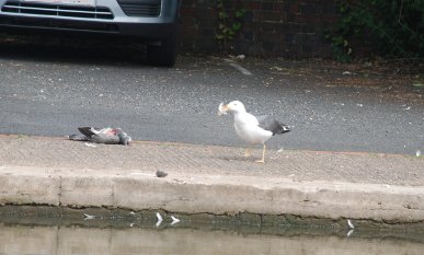Gull