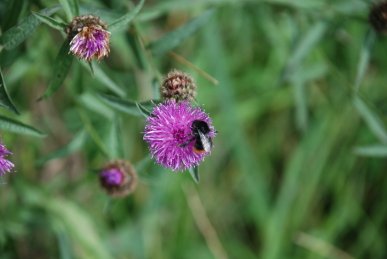 Bee