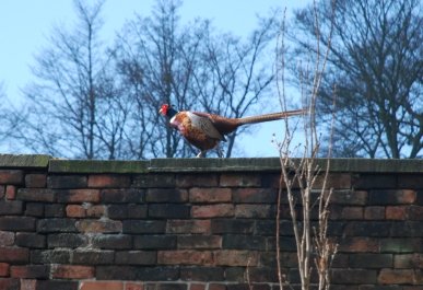 Pheasant