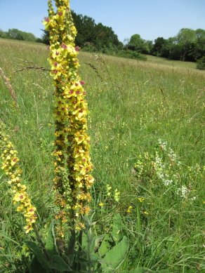 Dark Mullein