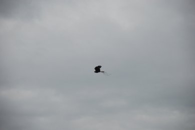 Kite