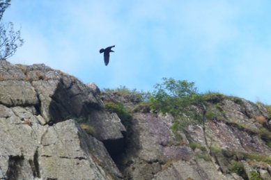 Raven