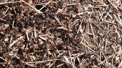 Ants