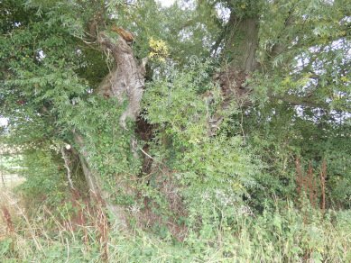 Crack Willow