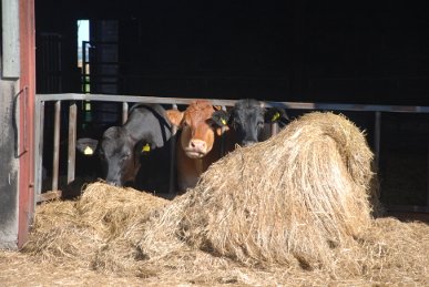 Cows