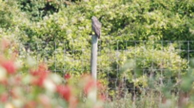 Buzzard