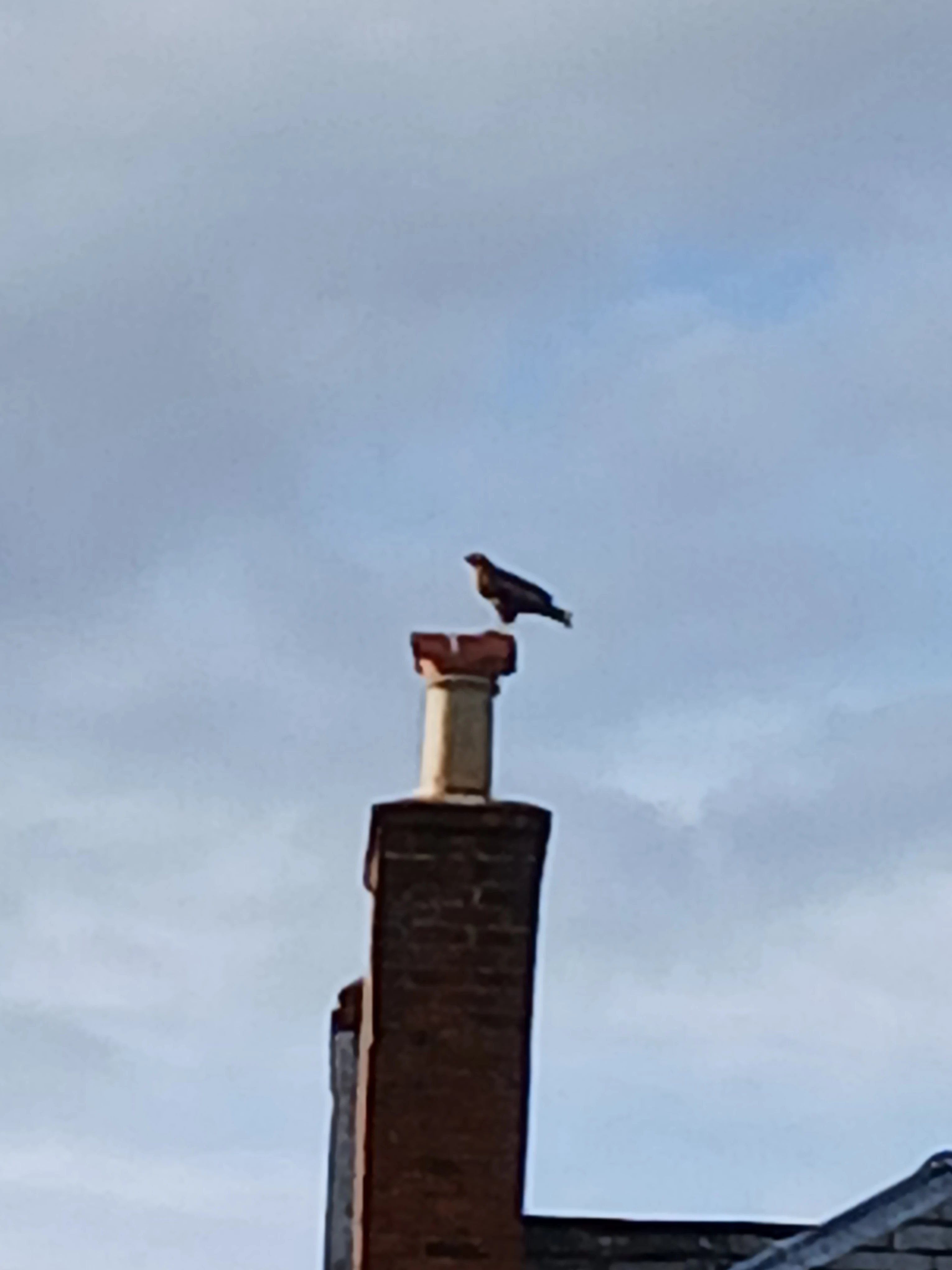 Buzzard
