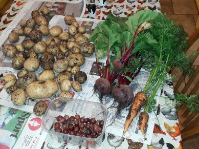 Harvest