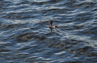 Dabchick