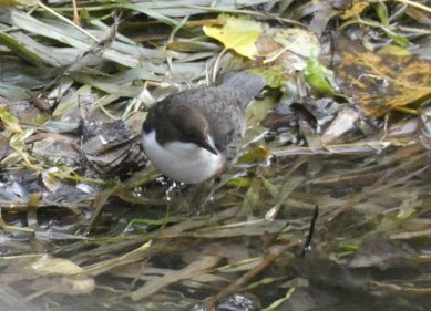 Dipper