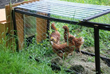 Chickens