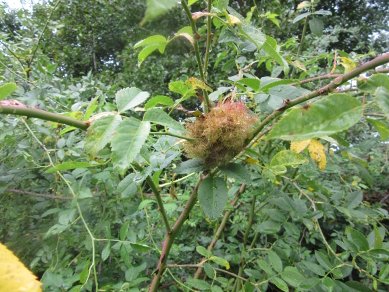 Gall
