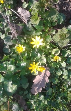 Lesser Celandines