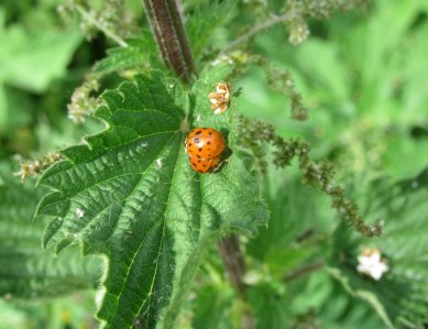 Ladybirds