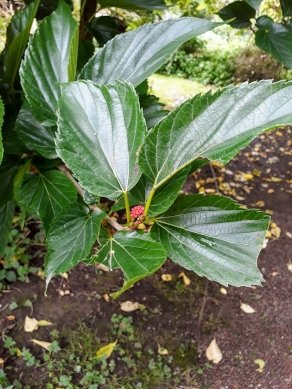 Black Mulberry