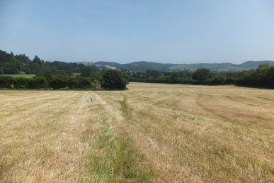 Meadow