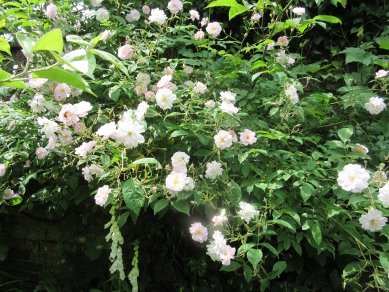 Roses