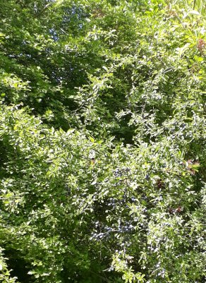 Blackthorn