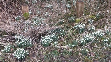 Snowdrops
