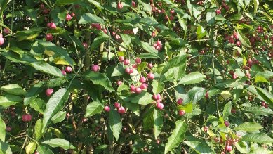 Spindle