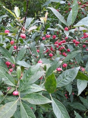 Spindle