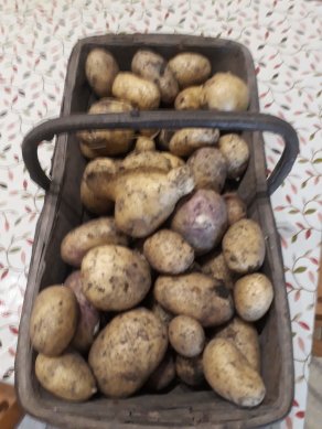 Potatoes