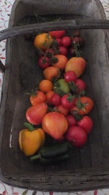 Tomatoes