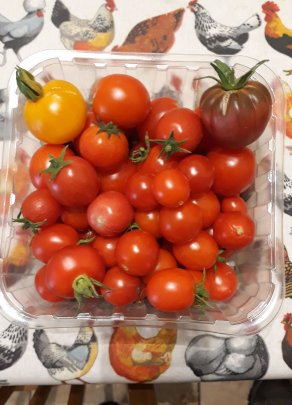 Tomatoes